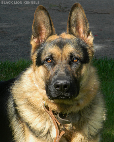 Personal Protection and Obedience Training for Dogs