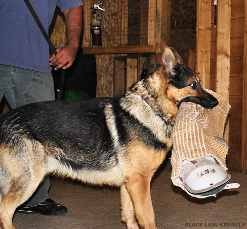 Personal Protection and Obedience Training for Dogs